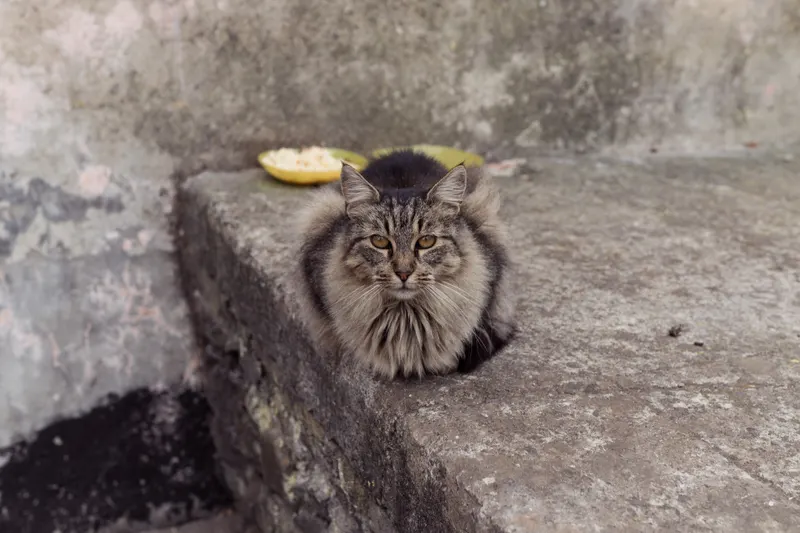 Animal photograph by Michał Dąbrowski