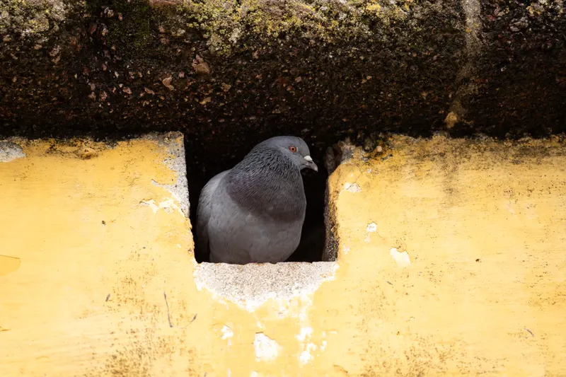 Animal photograph by Michał Dąbrowski