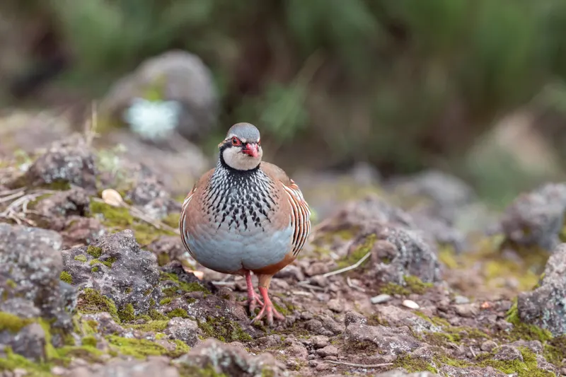 Animal photograph by Michał Dąbrowski