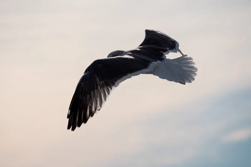 Animal photograph by Michał Dąbrowski