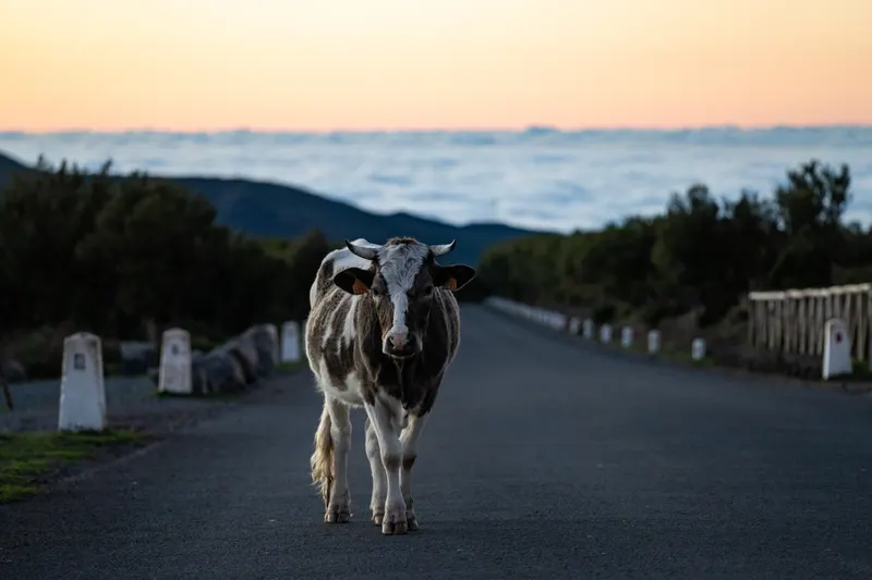 Animal photograph by Michał Dąbrowski