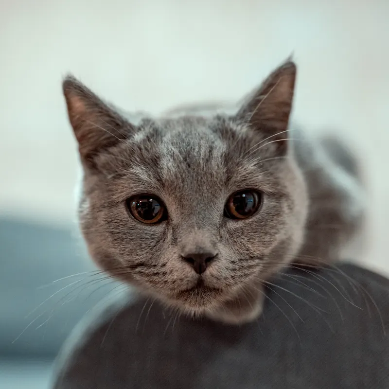 Animal photograph by Michał Dąbrowski