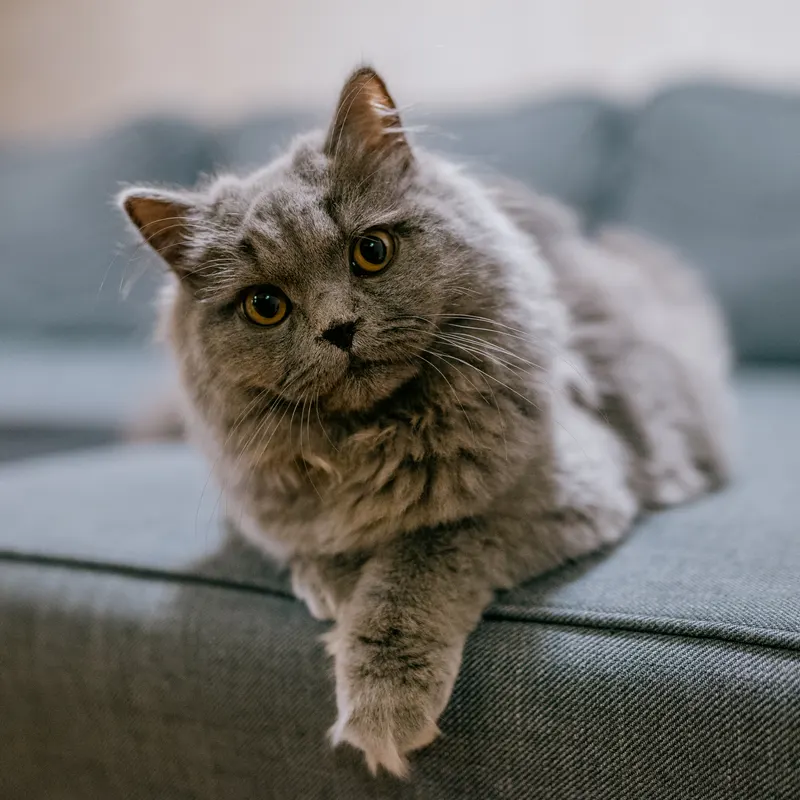 Animal photograph by Michał Dąbrowski