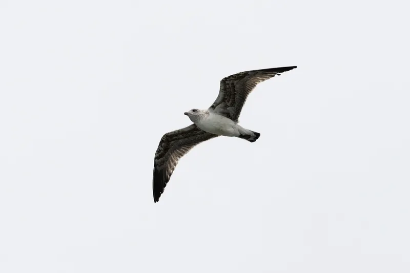 Animal photograph by Michał Dąbrowski