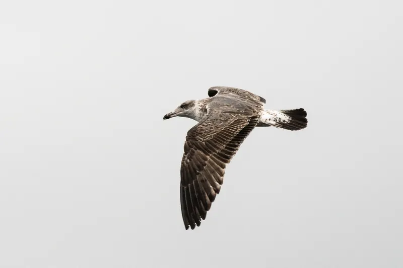 Animal photograph by Michał Dąbrowski