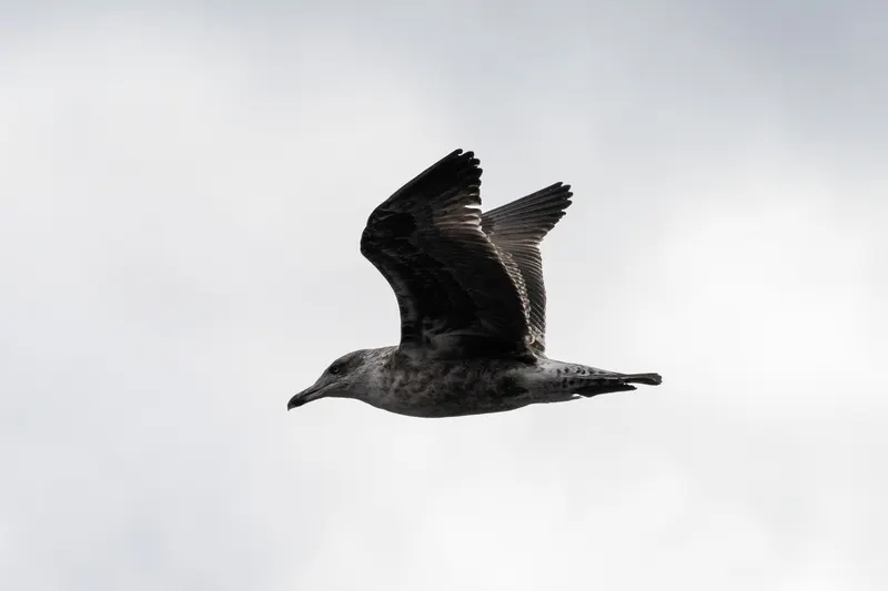 Animal photograph by Michał Dąbrowski