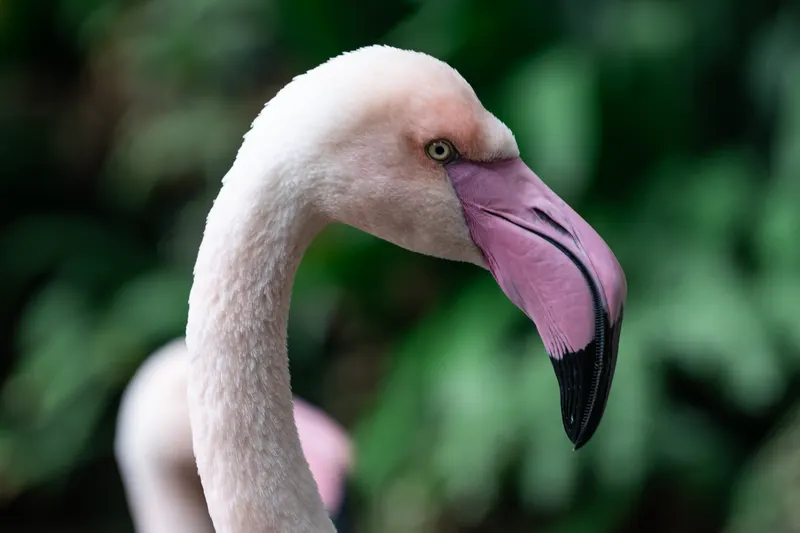 Animal photograph by Michał Dąbrowski