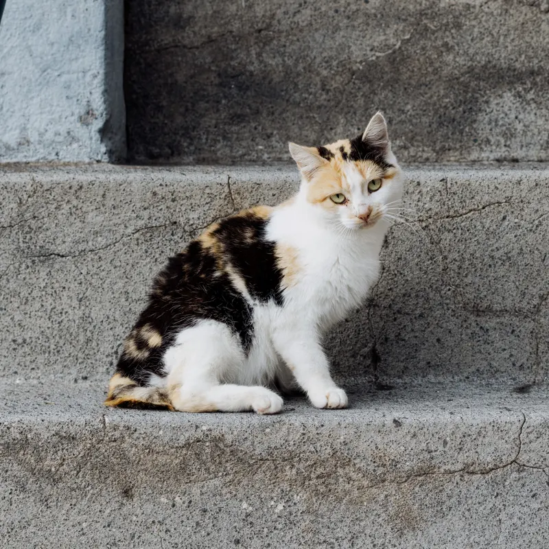 Animal photograph by Michał Dąbrowski