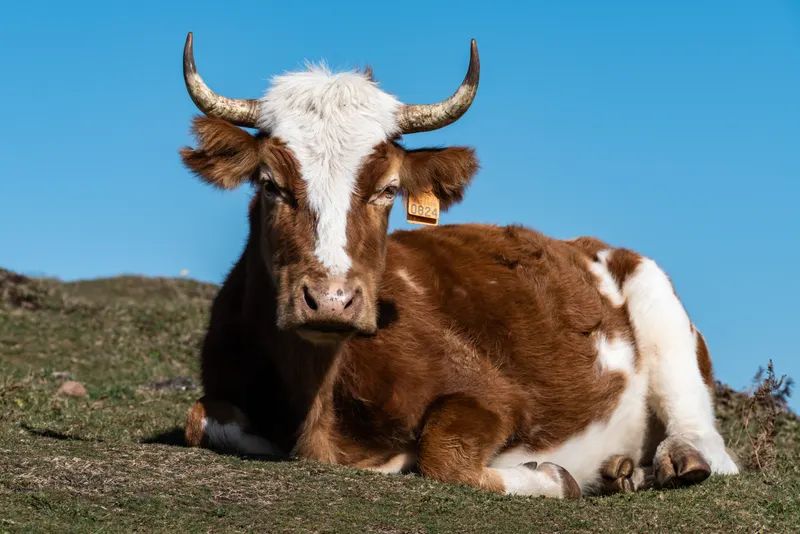 Animal photograph by Michał Dąbrowski